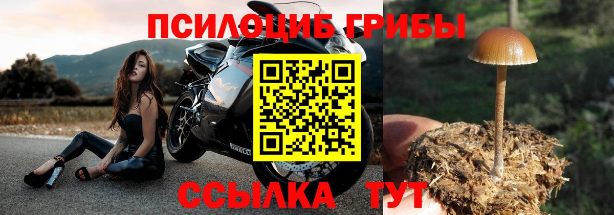 Псилоцибиновые грибы прущие грибы  где найти наркотики  Конаково  Галлюциногенные грибы мицелий 